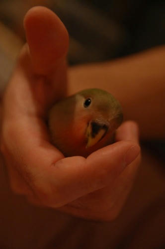 チャッピー