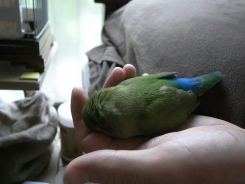 チャッピー