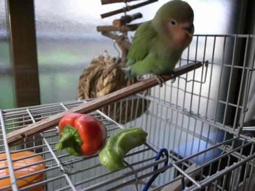 チャッピー