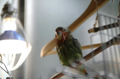 チャッピー