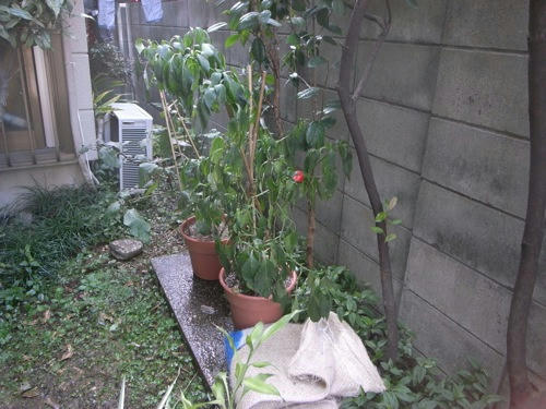 チャッピー