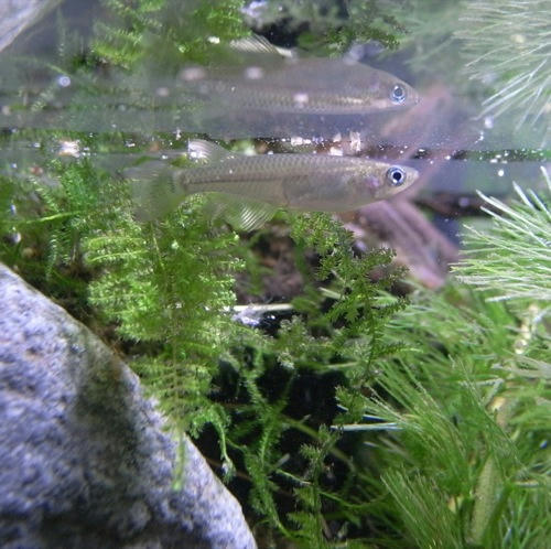チャッピー