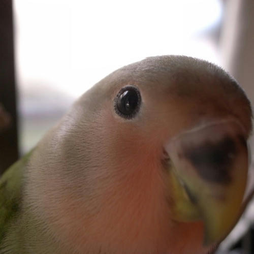 チャッピー