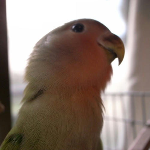 チャッピー