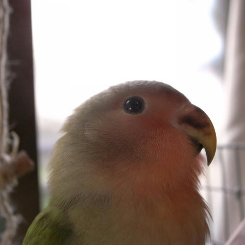 チャッピー