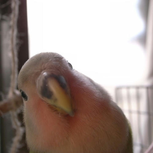 チャッピー