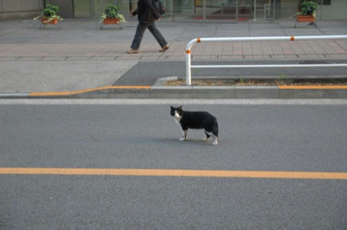 チャッピー