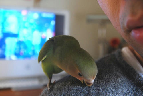 チャッピー