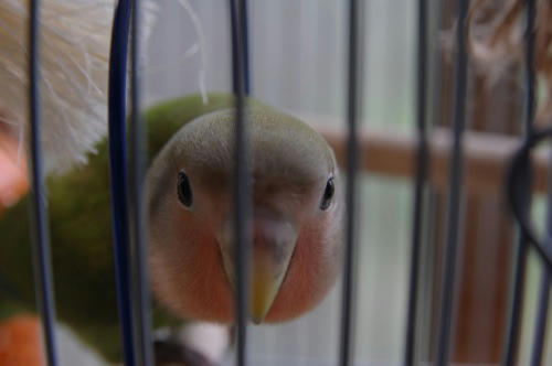 チャッピー