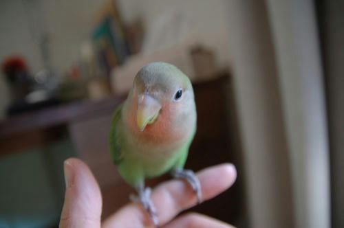 チャッピー