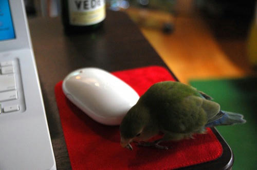 チャッピー