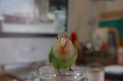 チャッピー