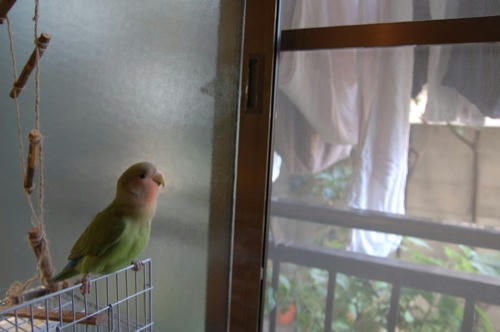 チャッピー