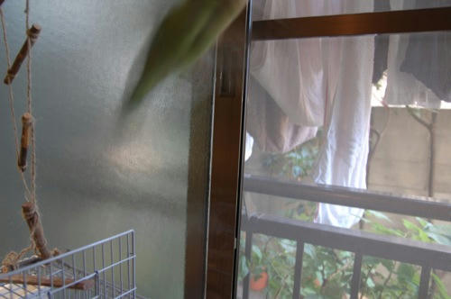 チャッピー