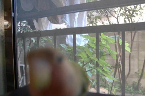 チャッピー