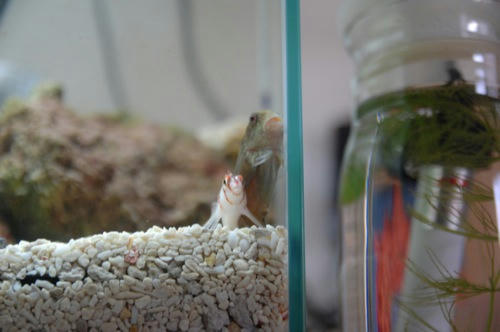チャッピー