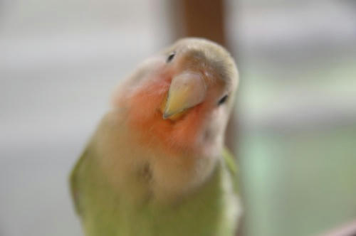 チャッピー