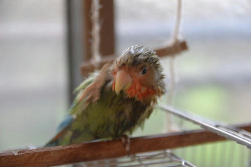 チャッピー