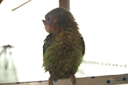 チャッピー
