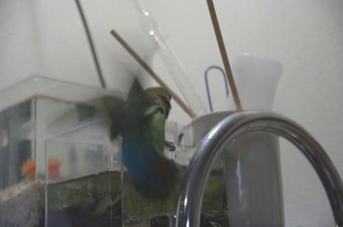 チャッピー