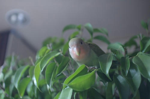 チャッピー