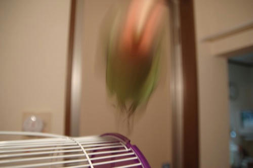 チャッピー