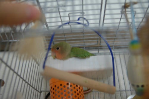 チャッピー