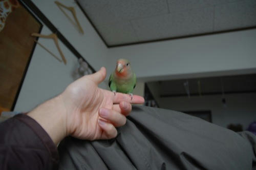 チャッピー