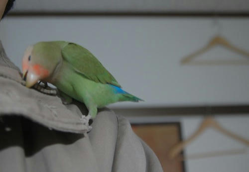 チャッピー
