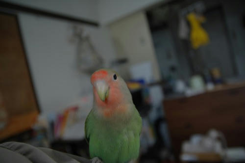 チャッピー