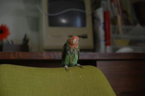 チャッピー
