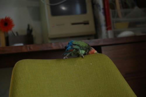 チャッピー