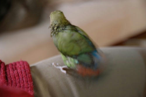 チャッピー