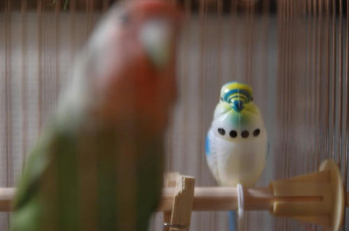 チャッピー