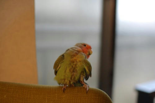 チャッピー
