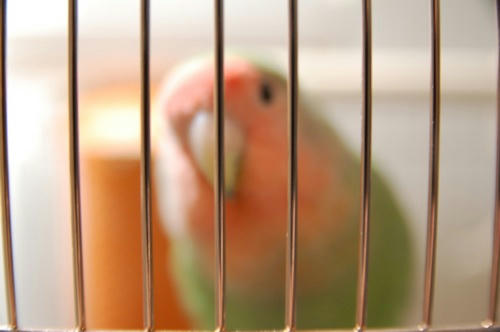 チャッピー