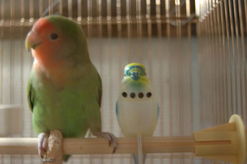 チャッピー