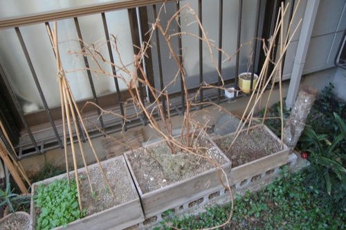 チャッピー　家庭菜園