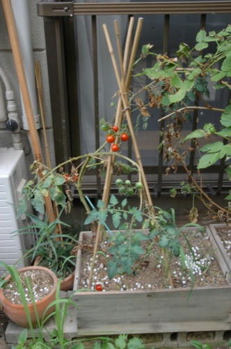 チャッピー