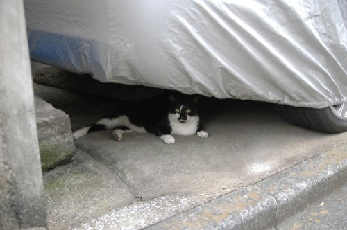 チャッピー