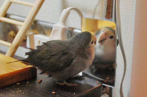 チャッピー
