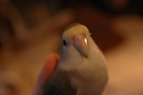 チャッピー