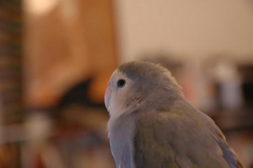 チャッピー