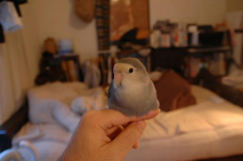 チャッピー
