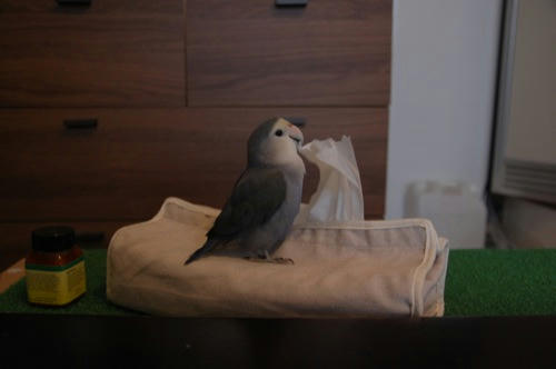 チャッピー