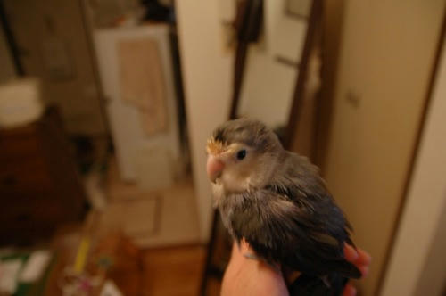 チャッピー