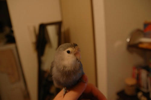 チャッピー