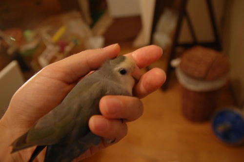 チャッピー