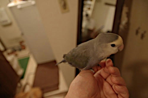 チャッピー