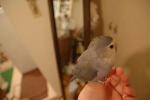チャッピー